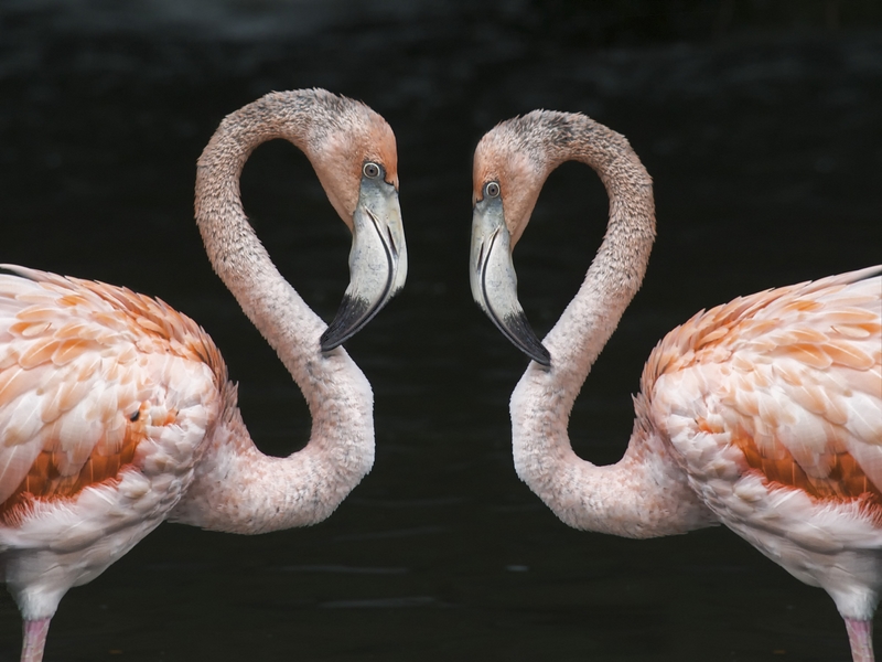 764 - FLAMINGO LOVE - PEREIRA DANIEL - luxembourg.jpg